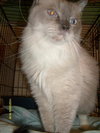 Toby Blue