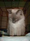 Toby Blue