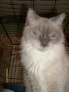 Toby Blue