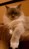 Toby Blue