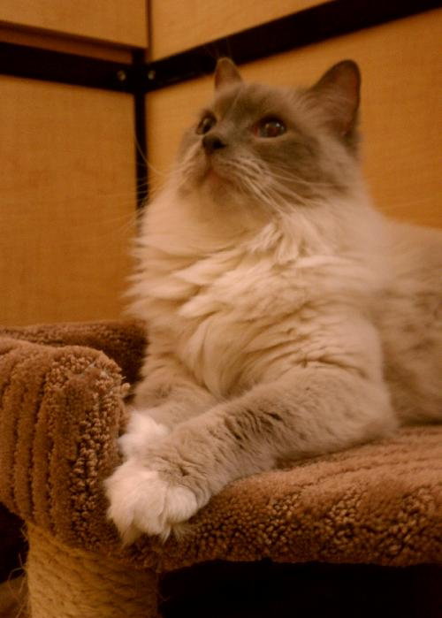 Toby Blue