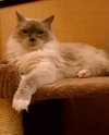 Toby Blue