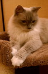 Toby Blue