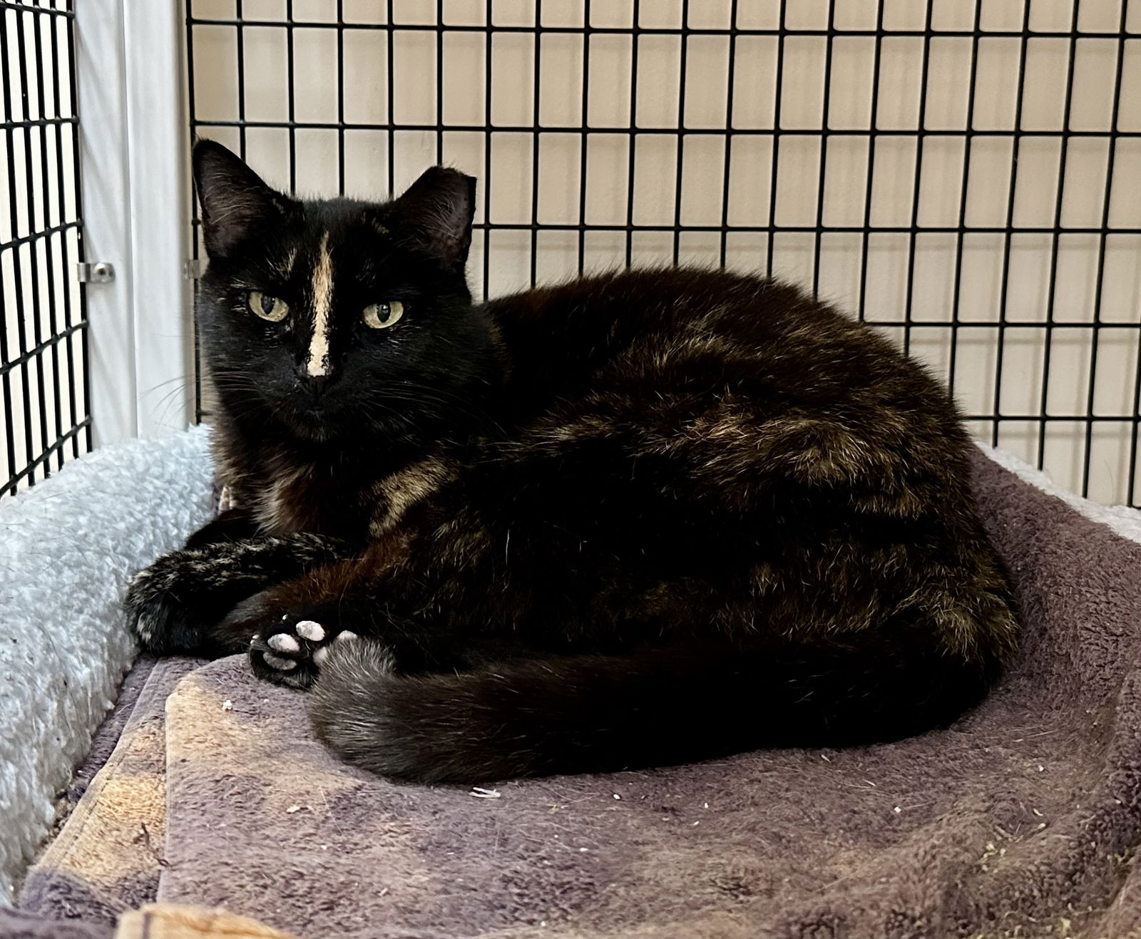 adoptable Cat in West Palm Beach, FL named Camilla