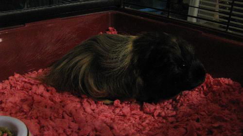 Angel - Guinea Pig