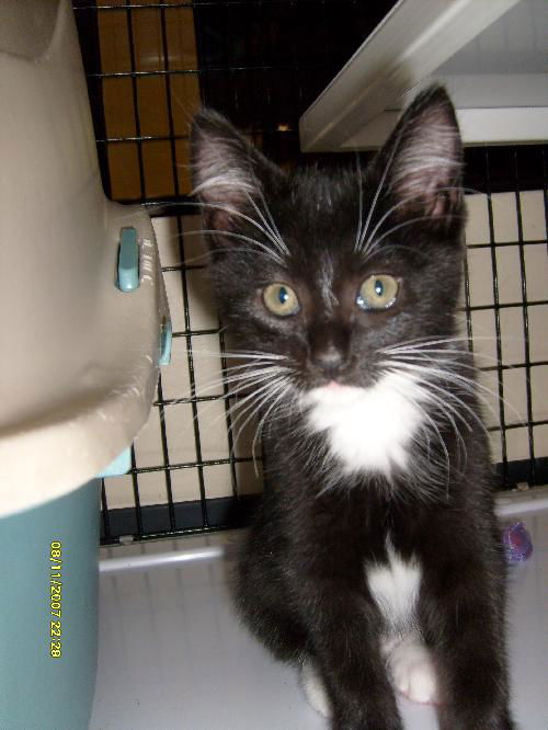 Willow