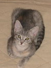 Tonya