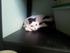 Betsey