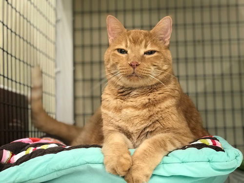 Oscar