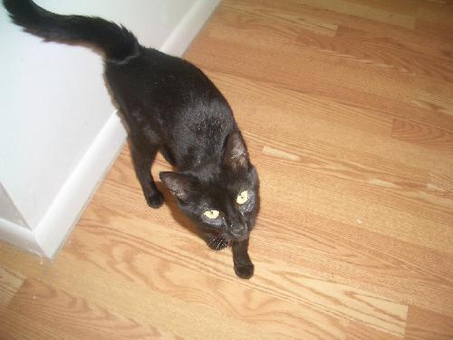 Jinxy