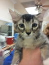 Bella (kitten)
