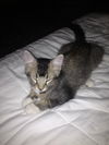 Bella (kitten)