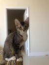 Bella (kitten)