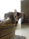 Bella (kitten)