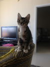 Bella (kitten)