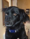 Corky