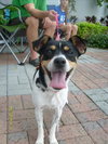 Toby