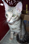 Tia