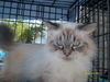 Dutchess