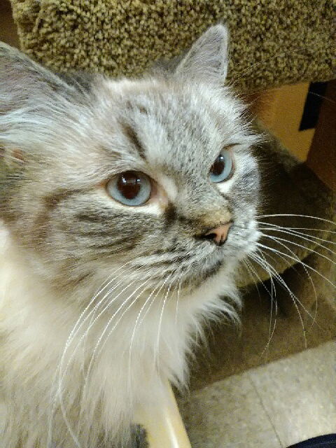 Dutchess