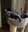 Annabel