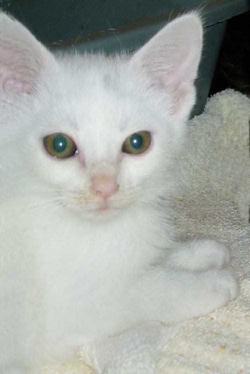 Cotton