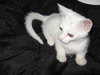 Cotton