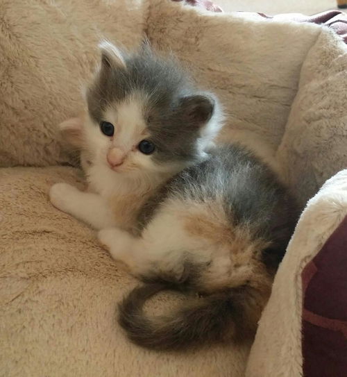 Willow