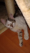 Priscilla
