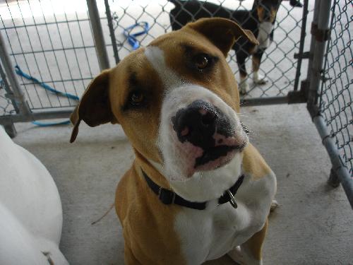 Brutus