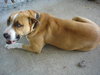 Brutus