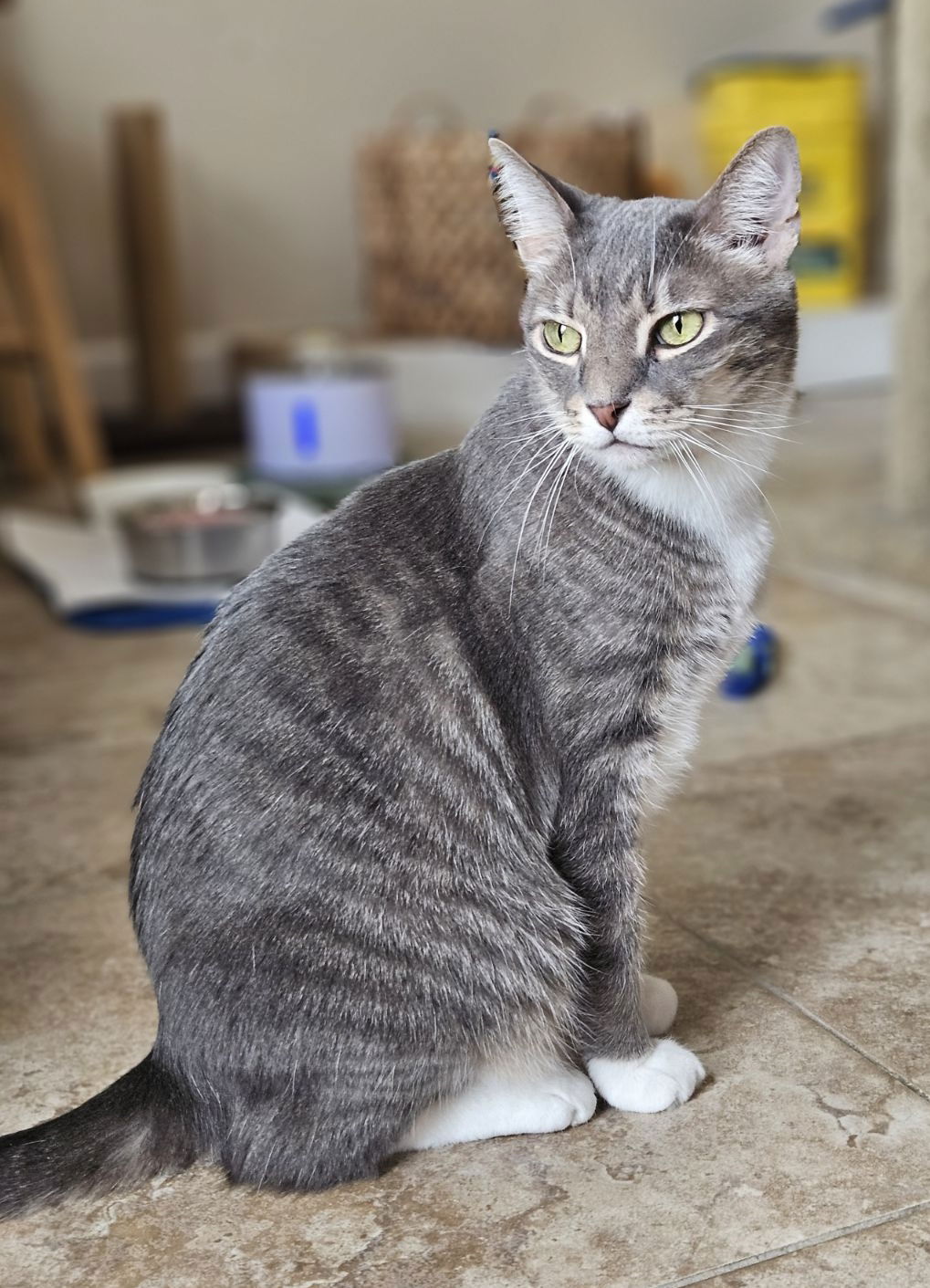 adoptable Cat in West Palm Beach, FL named Buster