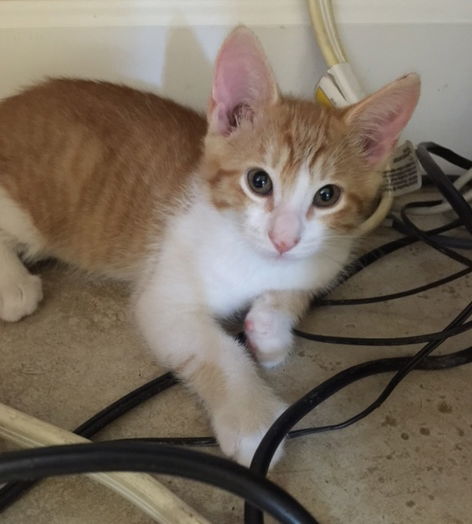Diego