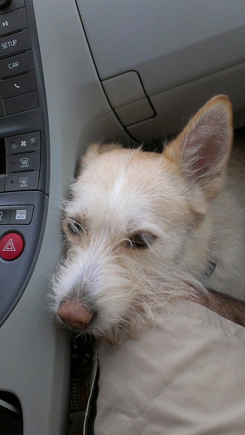 Puppy (courtesy posting)