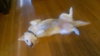 Puppy (courtesy posting)