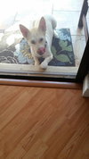 Puppy (courtesy posting)