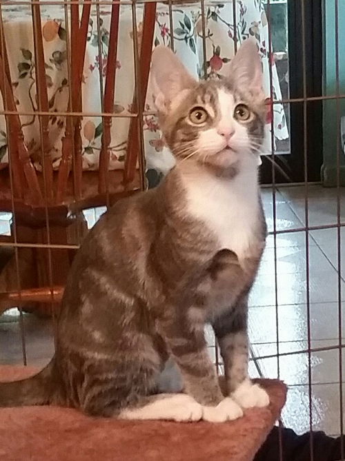 Hazel