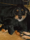 Frodo