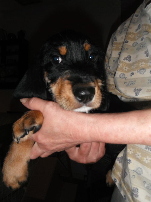 Baxter
