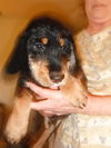 Baxter