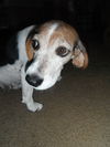 Baxter