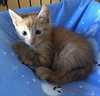 Bowie