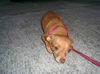 Thelma