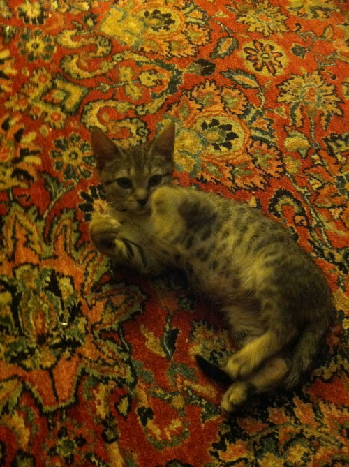 Cleo