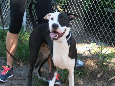 Buddy (courtesy listing)
