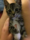 Rocket