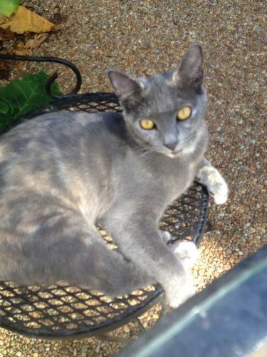 Cleo