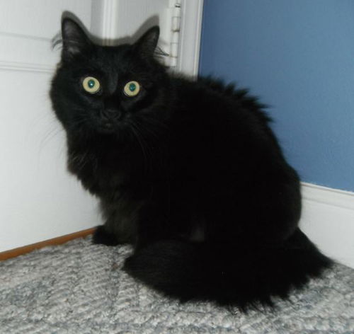 Willow