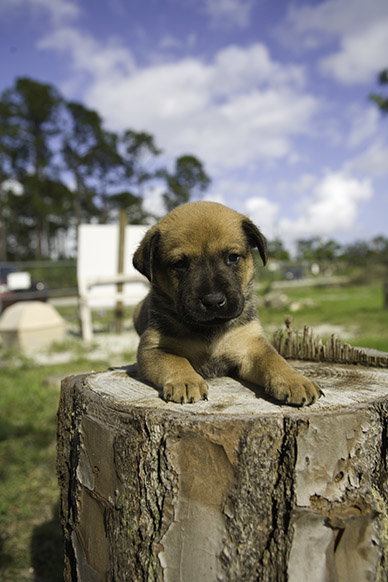 Brownie