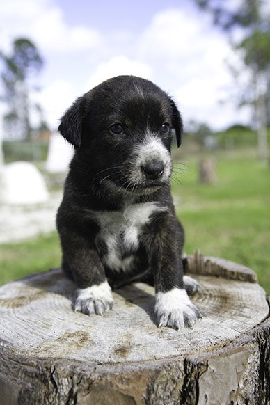 Tux